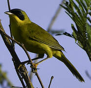 Masked Yellowthroat