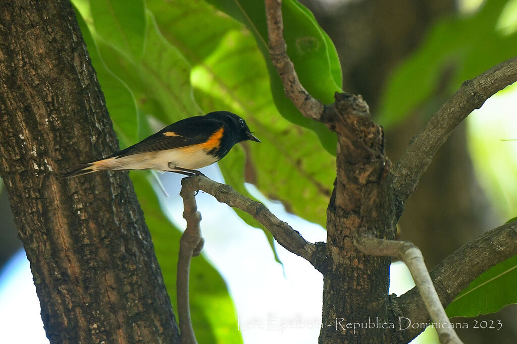 American Redstart