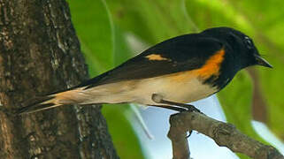 Paruline flamboyante