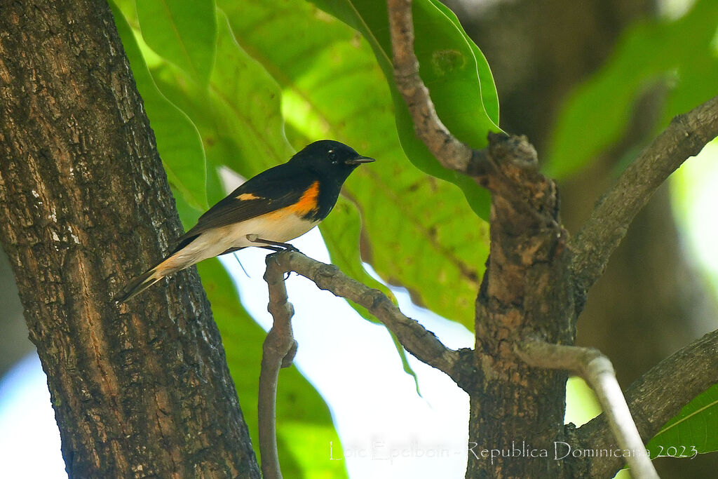 Paruline flamboyante