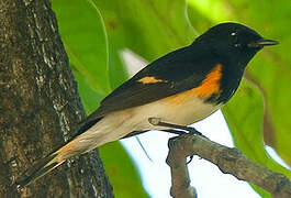 American Redstart