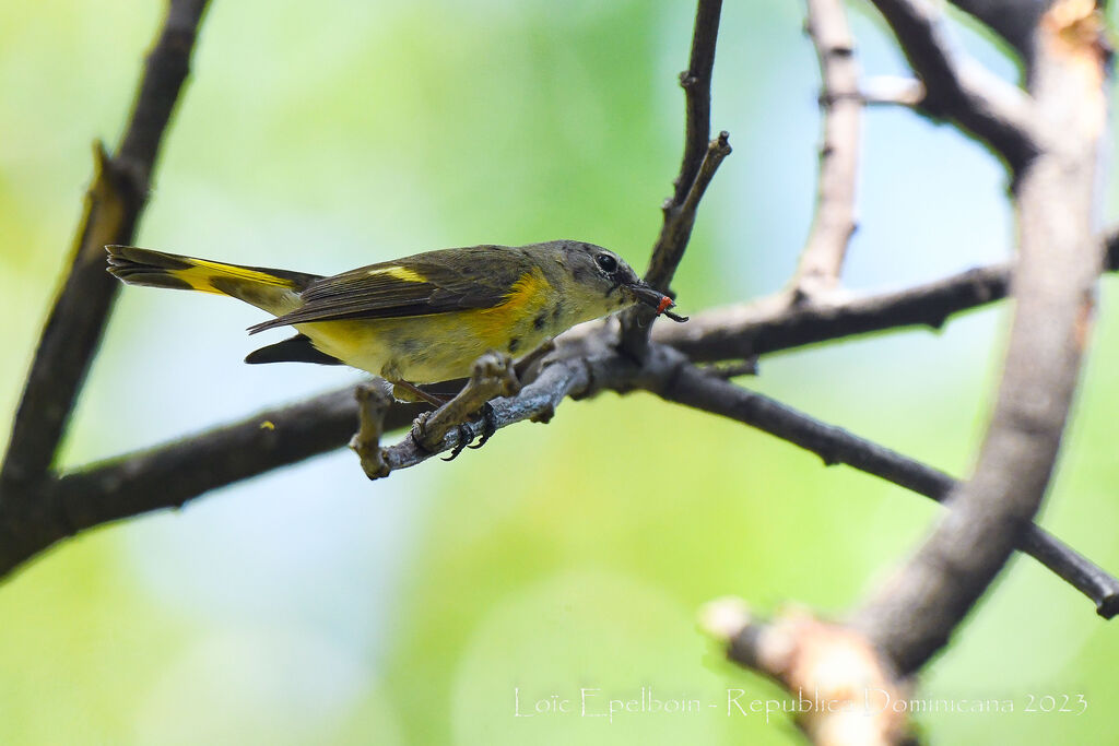 American Redstart