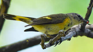 American Redstart