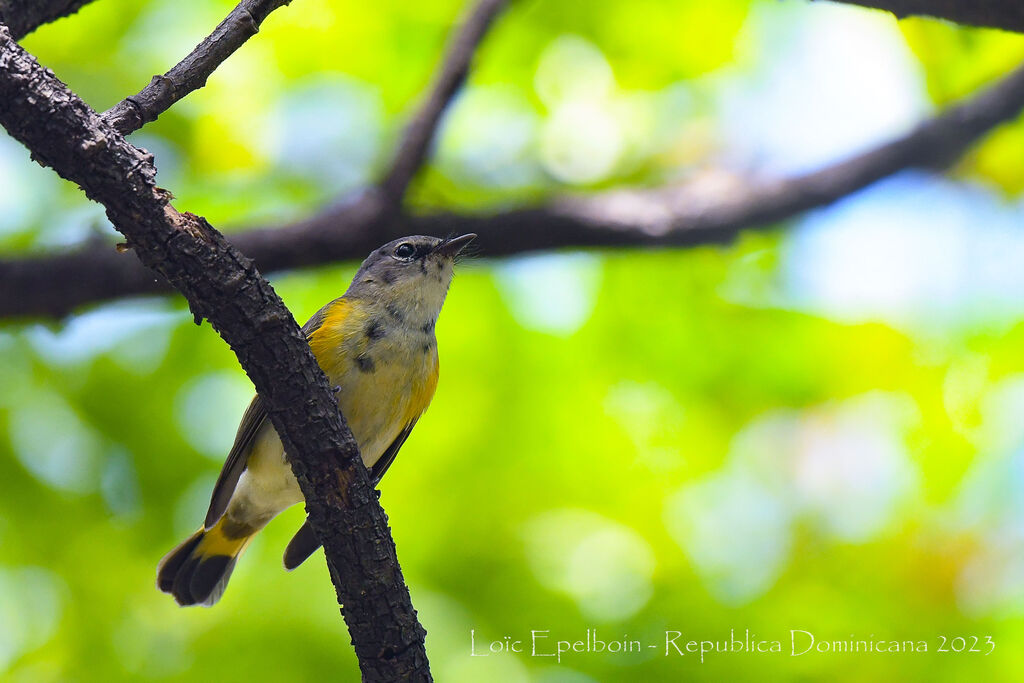 American Redstart