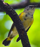 American Redstart