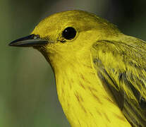 American Yellow Warbler