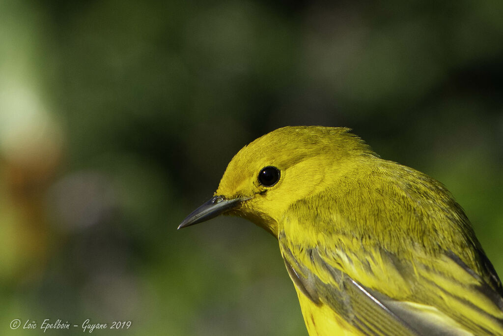 American Yellow Warbler