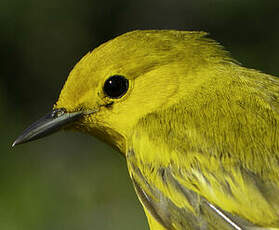 Paruline jaune