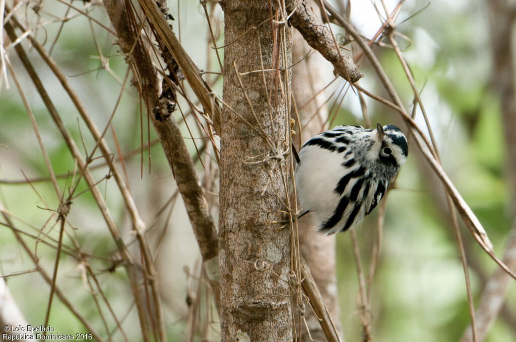 Black-and-white Warbler