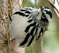 Black-and-white Warbler