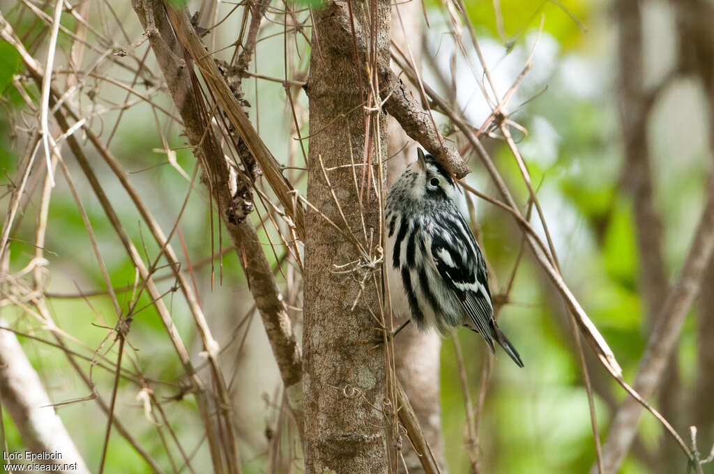 Black-and-white Warbler male adult post breeding, habitat, pigmentation