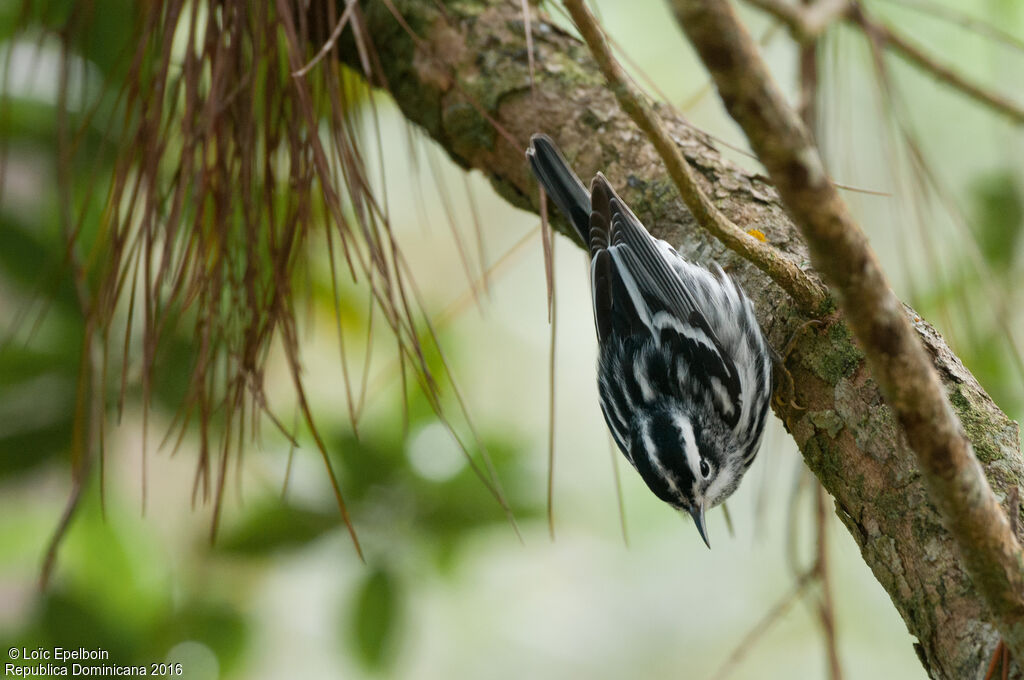 Black-and-white Warbler