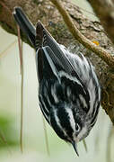 Black-and-white Warbler