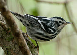 Black-and-white Warbler