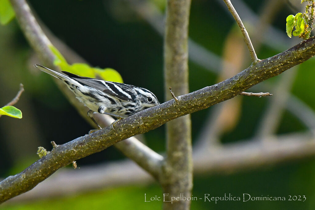 Black-and-white Warbler