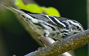 Black-and-white Warbler