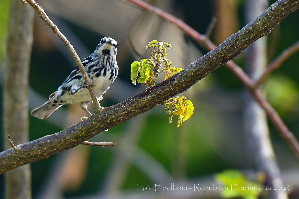 Black-and-white Warbler