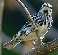 Black-and-white Warbler