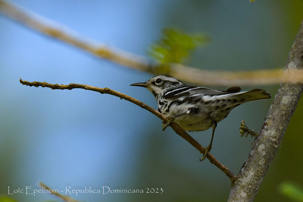 Black-and-white Warbler