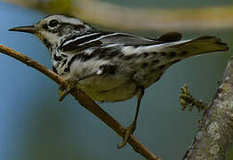 Black-and-white Warbler