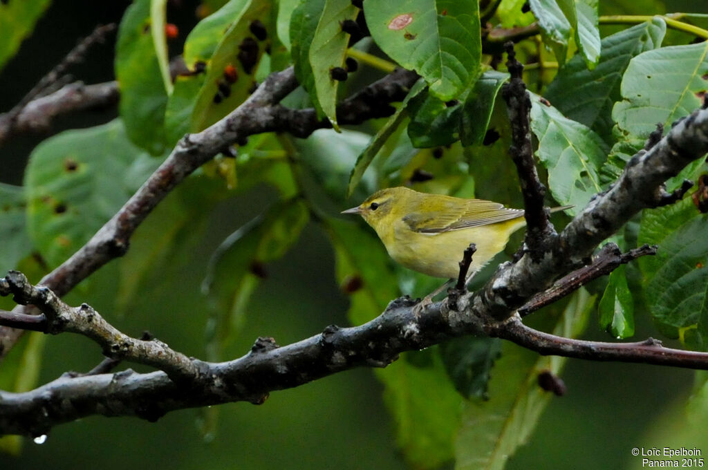 Tennessee Warbler