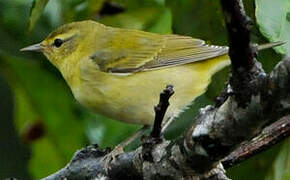 Tennessee Warbler