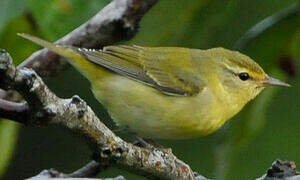 Tennessee Warbler