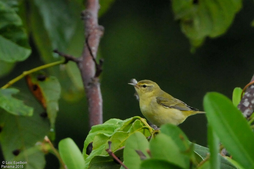 Tennessee Warbler