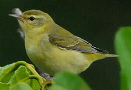 Tennessee Warbler