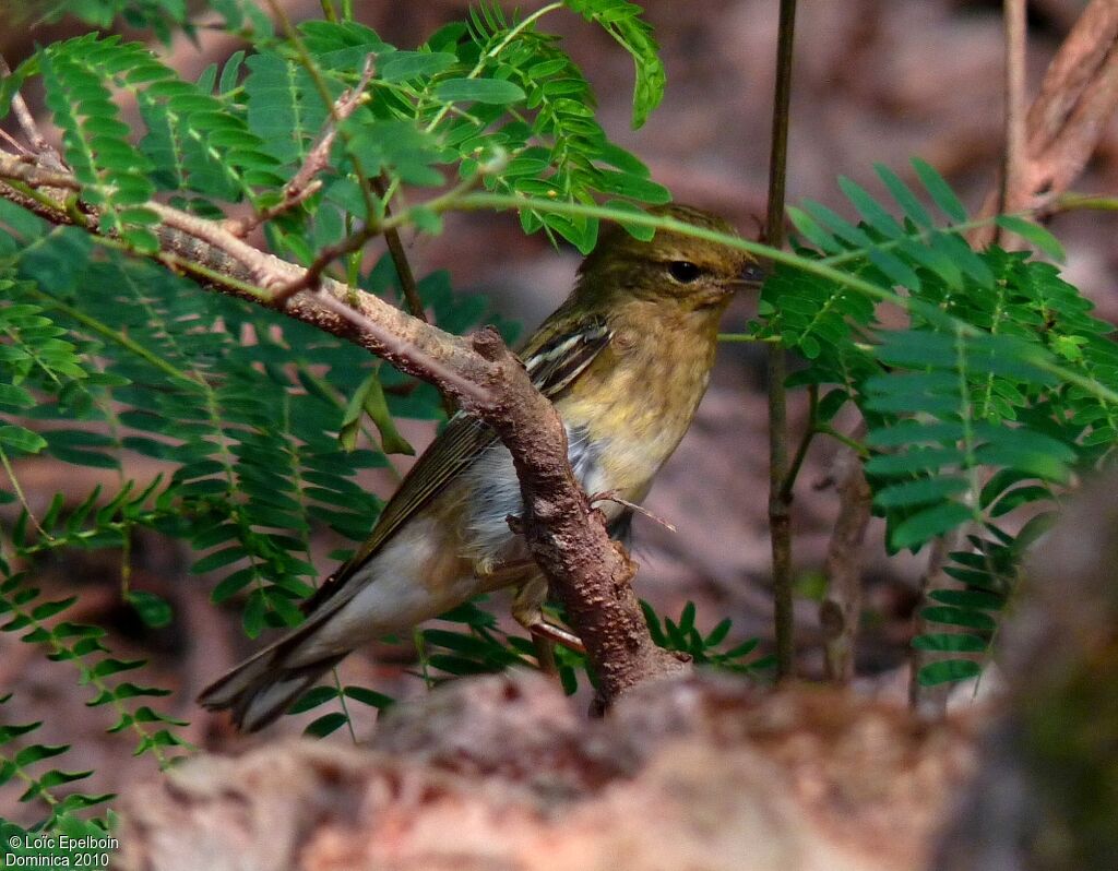 Blackpoll Warbler