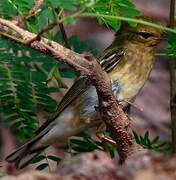 Blackpoll Warbler