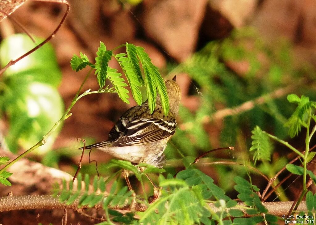 Paruline rayée