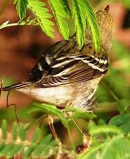 Paruline rayée