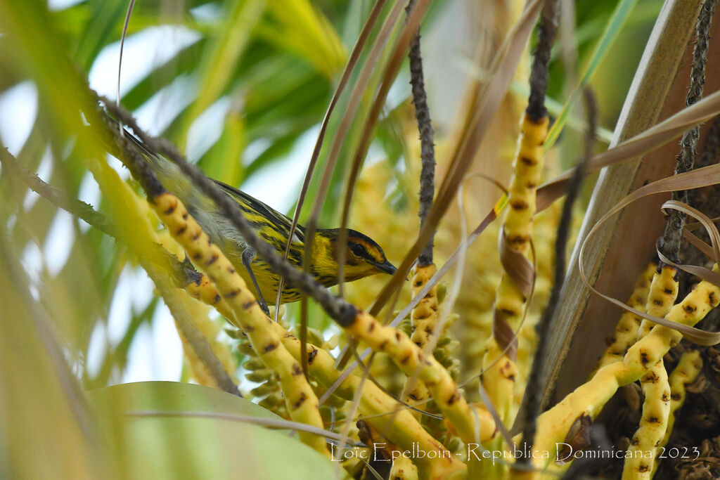 Cape May Warbler