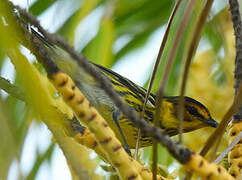 Cape May Warbler