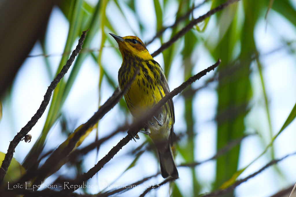 Cape May Warbler