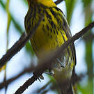 Paruline tigrée