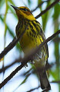 Cape May Warbler