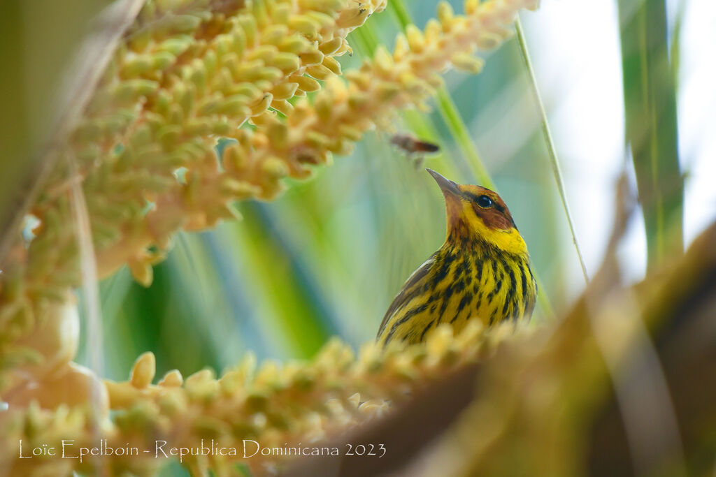 Cape May Warbler