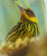 Cape May Warbler