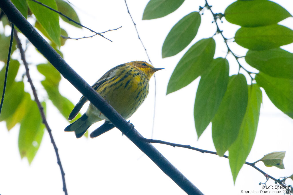 Cape May Warbler