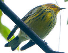 Cape May Warbler