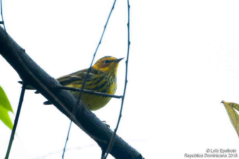 Cape May Warbler male adult