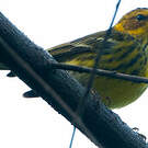 Paruline tigrée