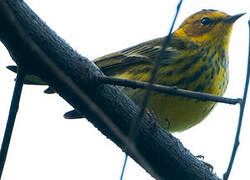 Cape May Warbler