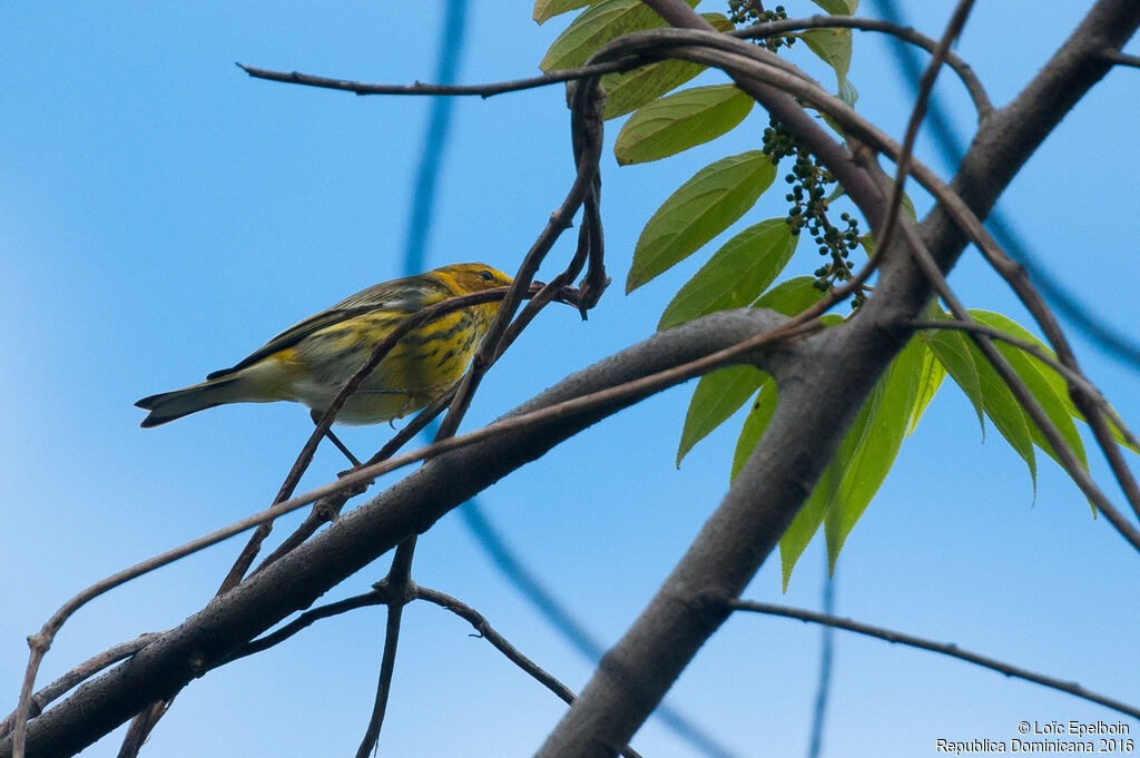 Cape May Warbler male adult