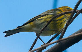 Cape May Warbler