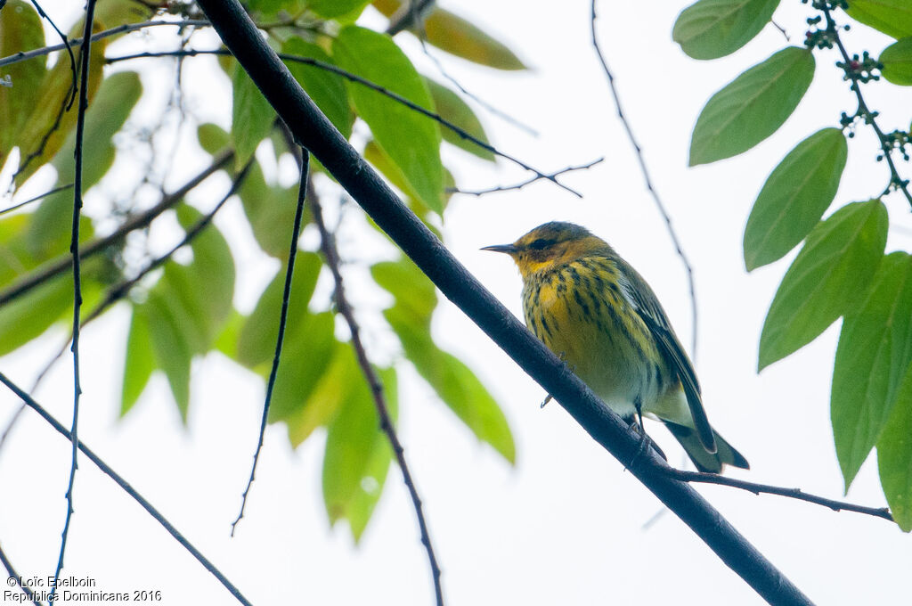 Cape May Warbler male adult