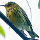 Paruline tigrée