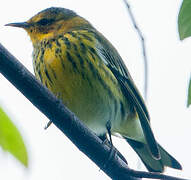 Cape May Warbler